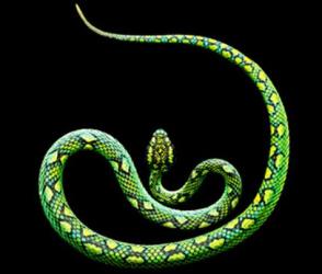(c) Mark Laita: Ceylonese Palm Viper, 2010
