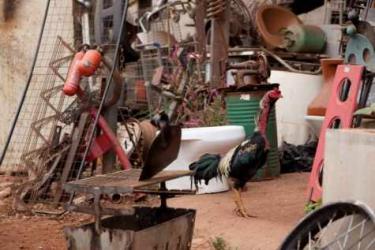 4 steps of a rooster manifesto (step 1 , 2011, Archival inkjet print, Ed. 1/5, 86,4 x 121,9 cm
