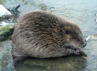 Biber in seinem nat�rlichem Lebensraum, Foto: Bettina S�ttele
